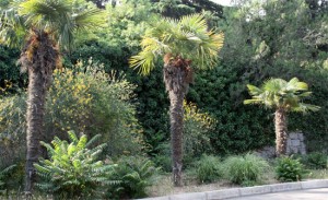 никитский ботанический сад