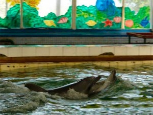 Севастопольский Дельфинарий