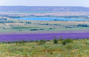 Лавандовые поля Крым