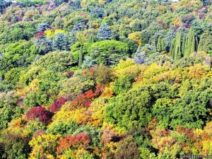 Массандровский парк